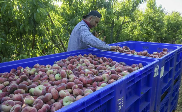 Un jornalero en la pasada campaña de la fruta. El convenio regional del campo fue uno de los que se renovó el año pasado. /HOY