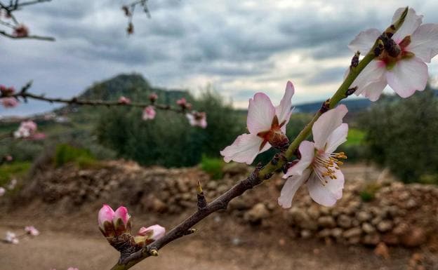 Turismo Extremadura: Dónde ver los almendros en flor en Extremadura:  ¿quieres disfrutar del espectáculo de su floración? | Hoy