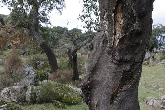 La Junta destina 238.000 euros a seguir de cerca a la enfermedad de la seca  | Hoy