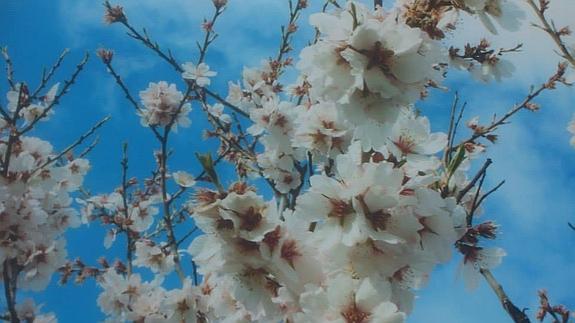 No sólo los cerezos florecen | Hoy